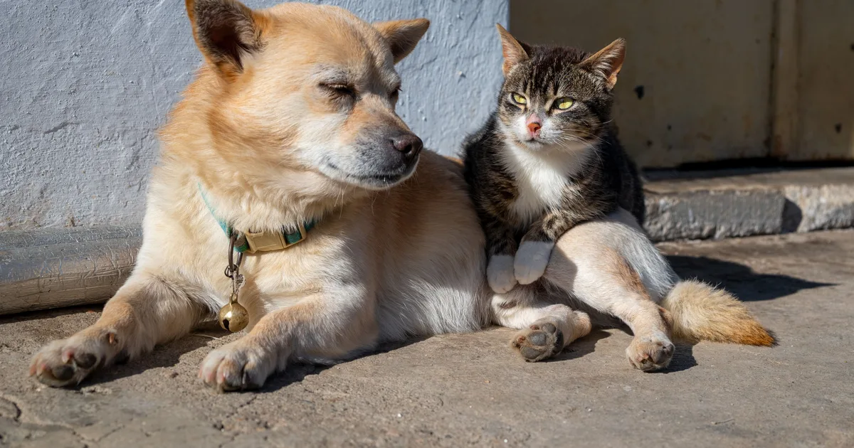 A dog and a tabby cat resting side by side in the sun, two classes an image classifier must tell apart in its classification report